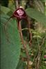 Jardin Botanico